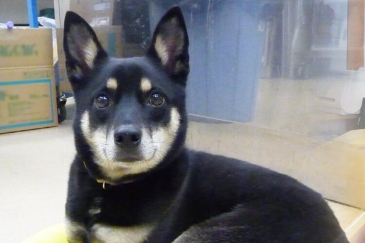 待合室と犬